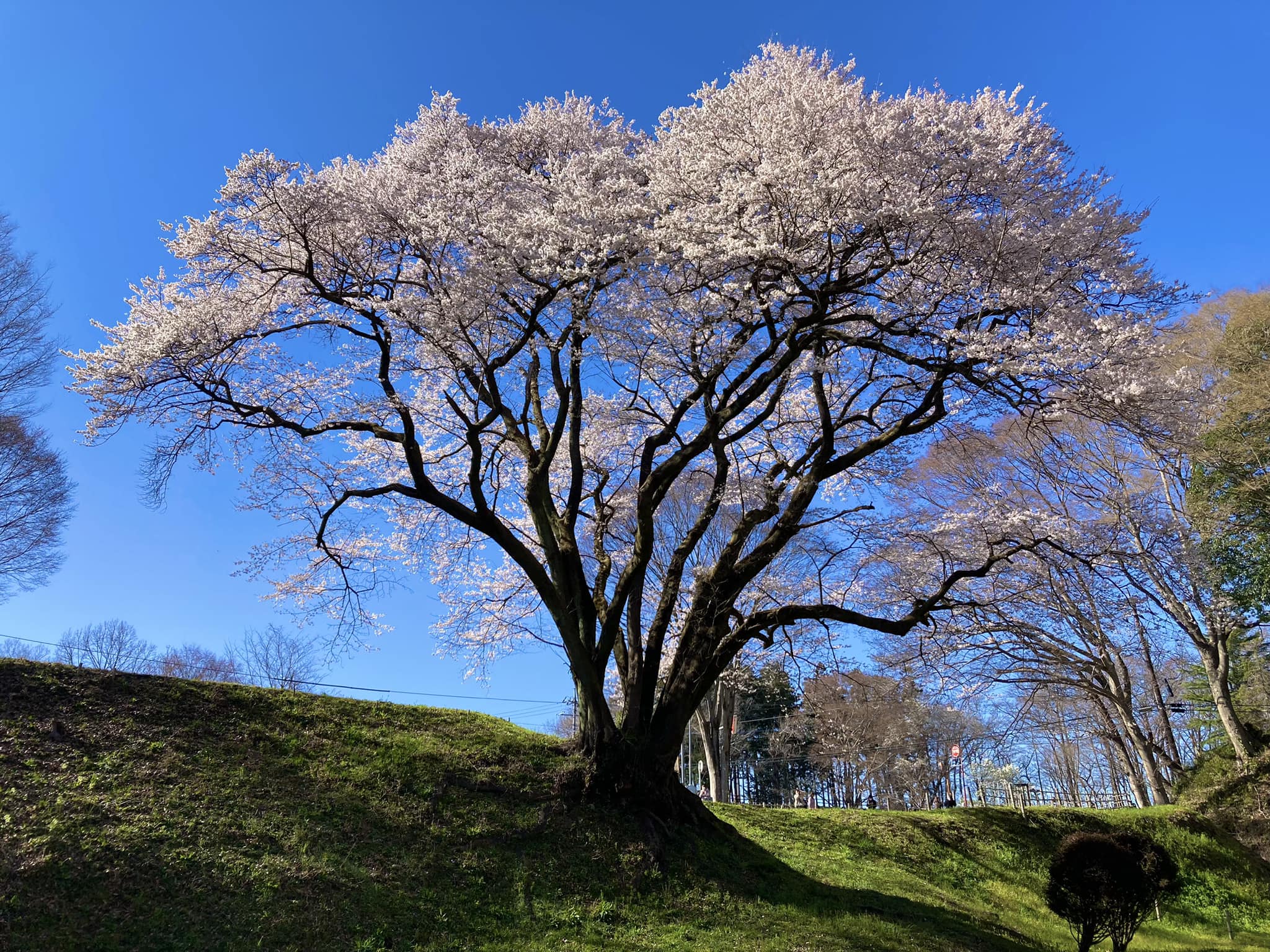Himeji Castle keep seen from the grounds